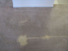 Carpet Dyeing, Bleach Stain Repairs